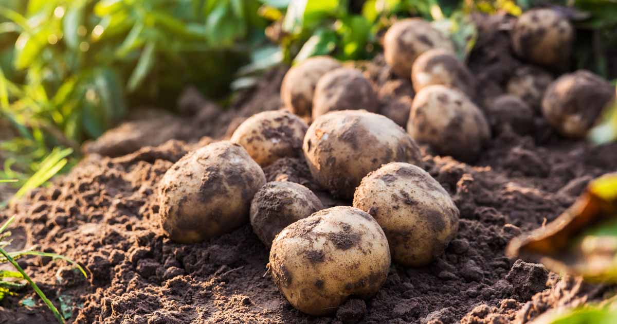 How Far Apart Should I Plant Potatoes