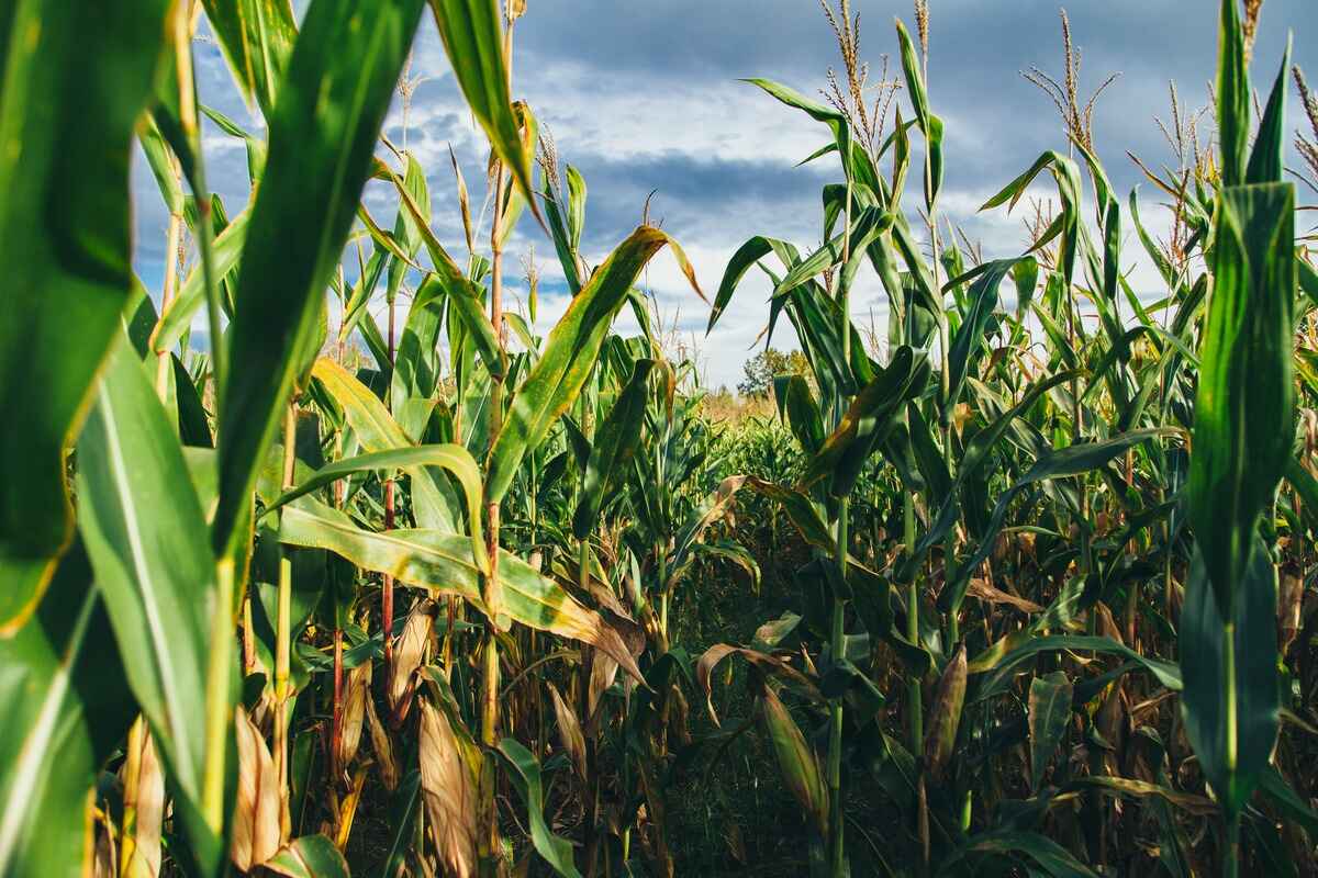 how-far-apart-should-you-plant-corn