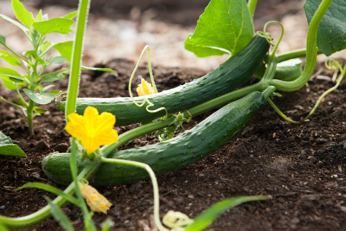 How Far Apart Should You Plant Cucumbers