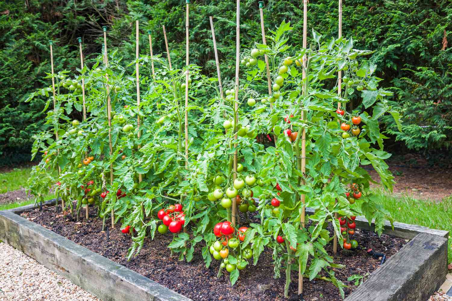 How Far Apart Should You Plant Tomato Plants