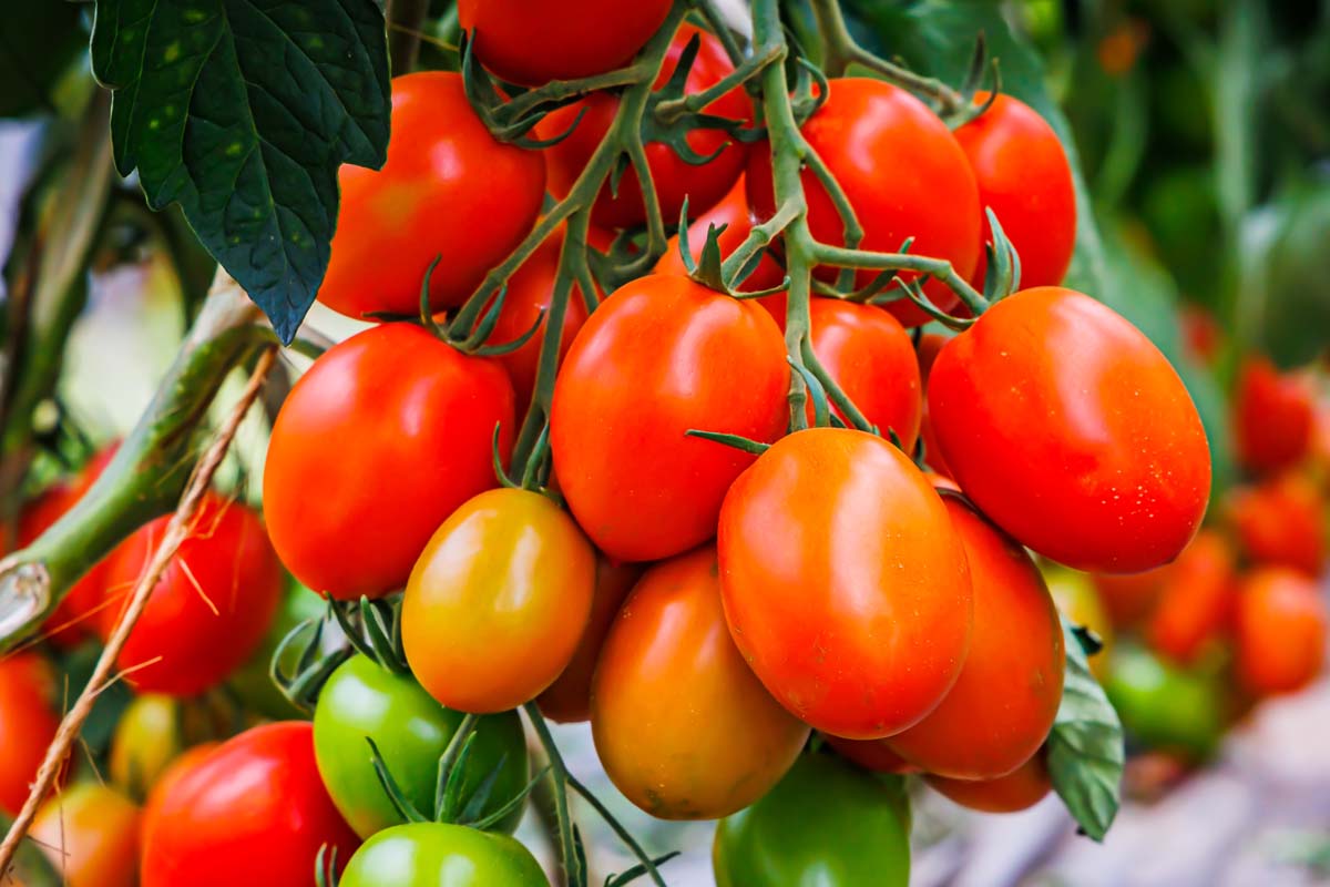How Far Apart To Plant Roma Tomatoes