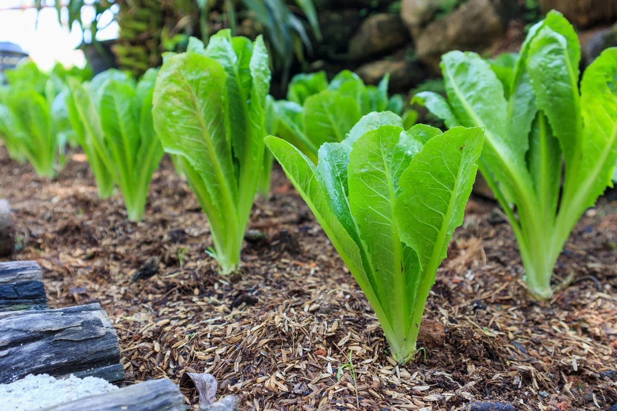 how-far-apart-to-plant-romaine-lettuce