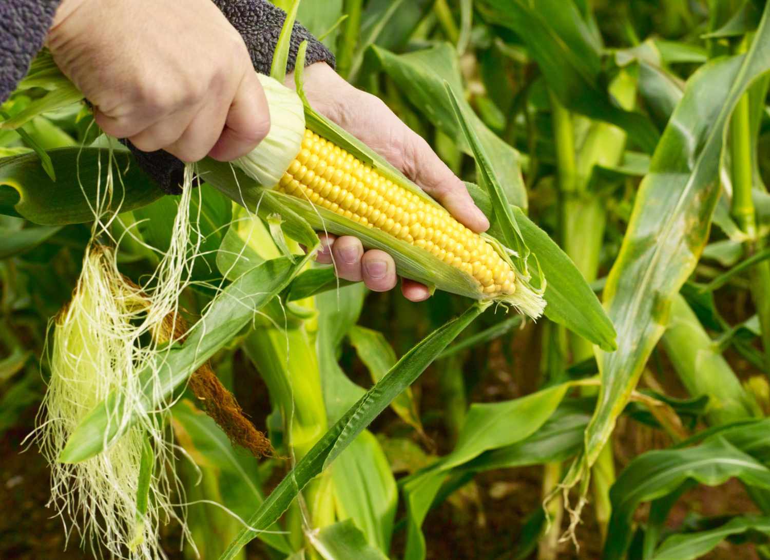 how-far-apart-to-plant-sweet-corn