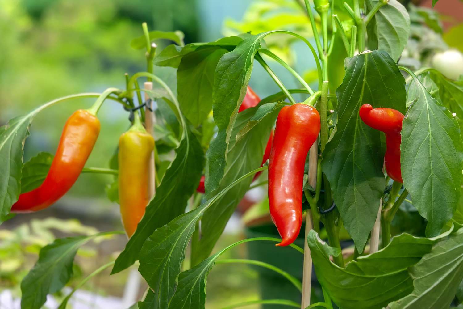 How Far To Plant Peppers Apart