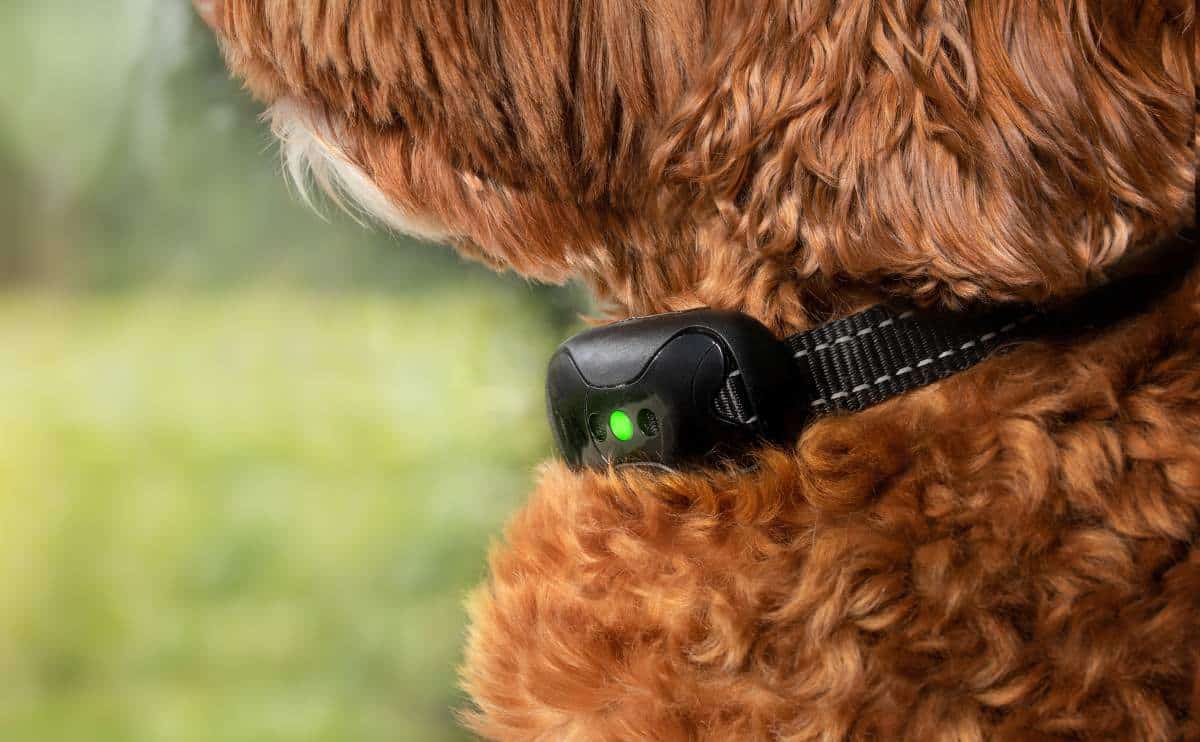 How Long Can Dogs Wear Electronic Bark Collars
