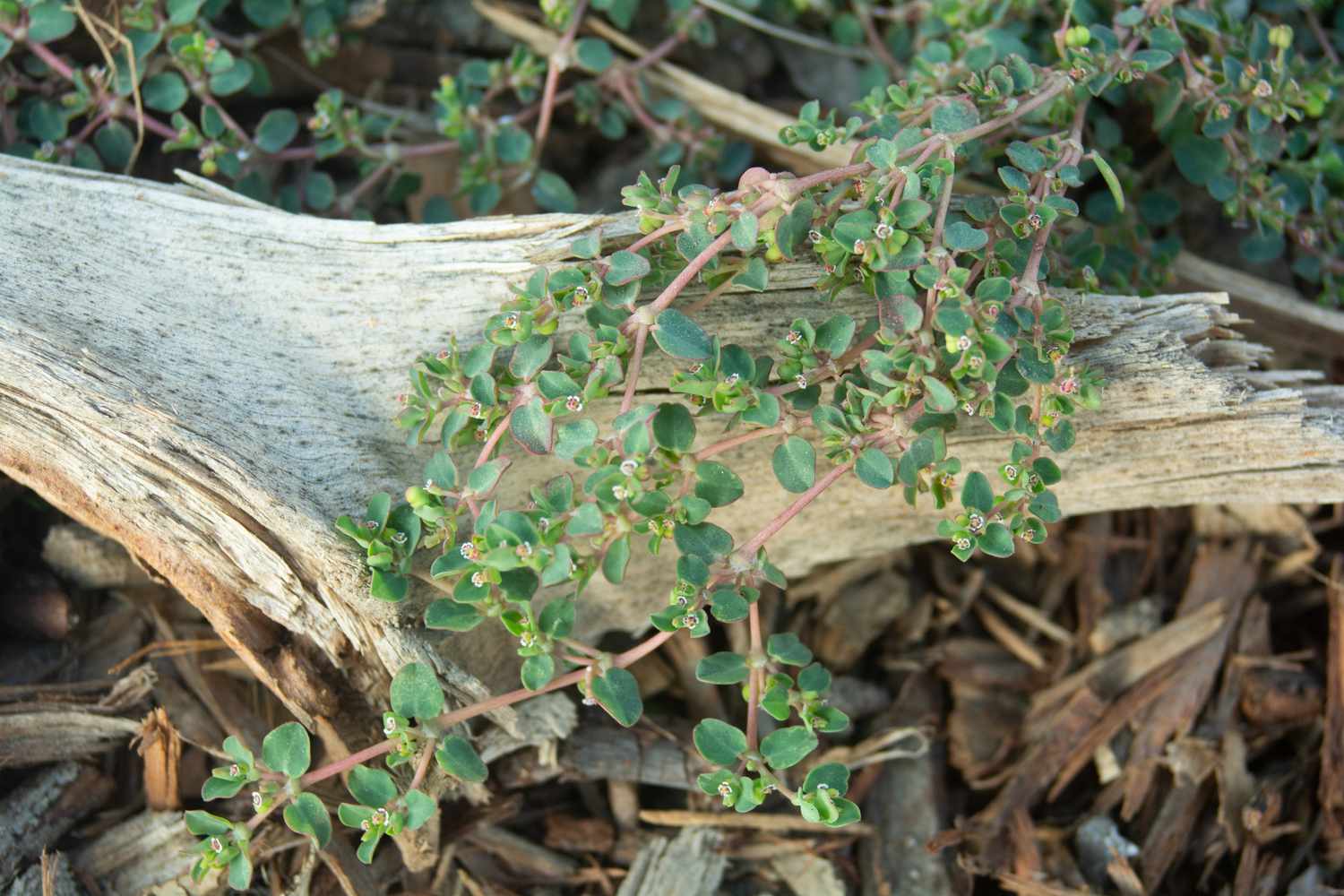 How Long Does It Take For A Weed Plant To Grow