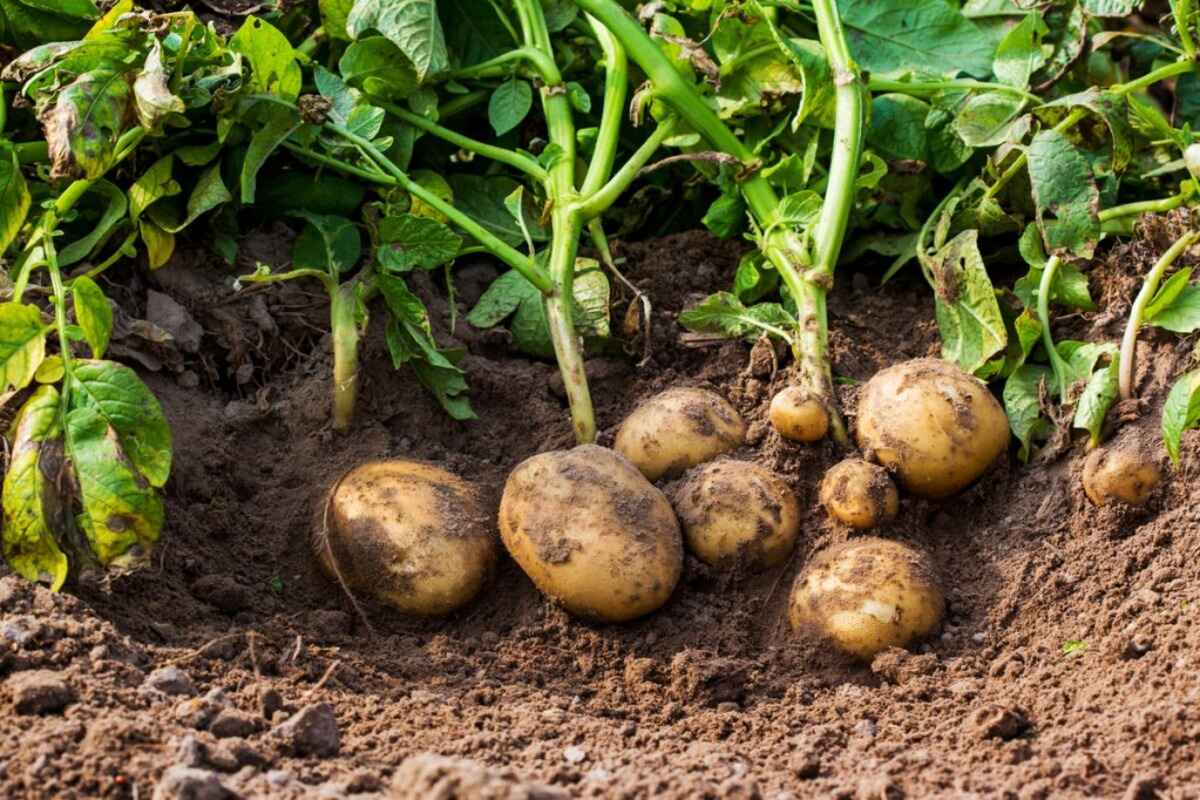 How Many Potatoes Does One Plant Produce