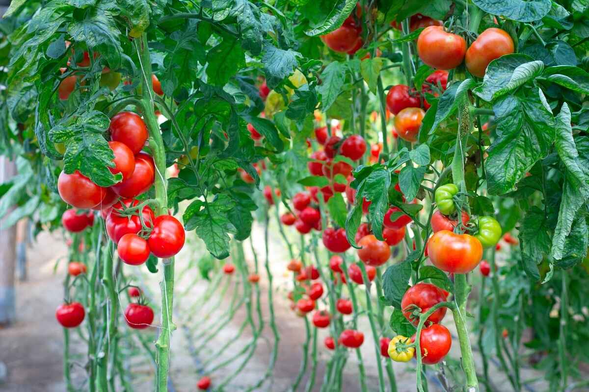 How Many Tomatoes Does One Plant Produce
