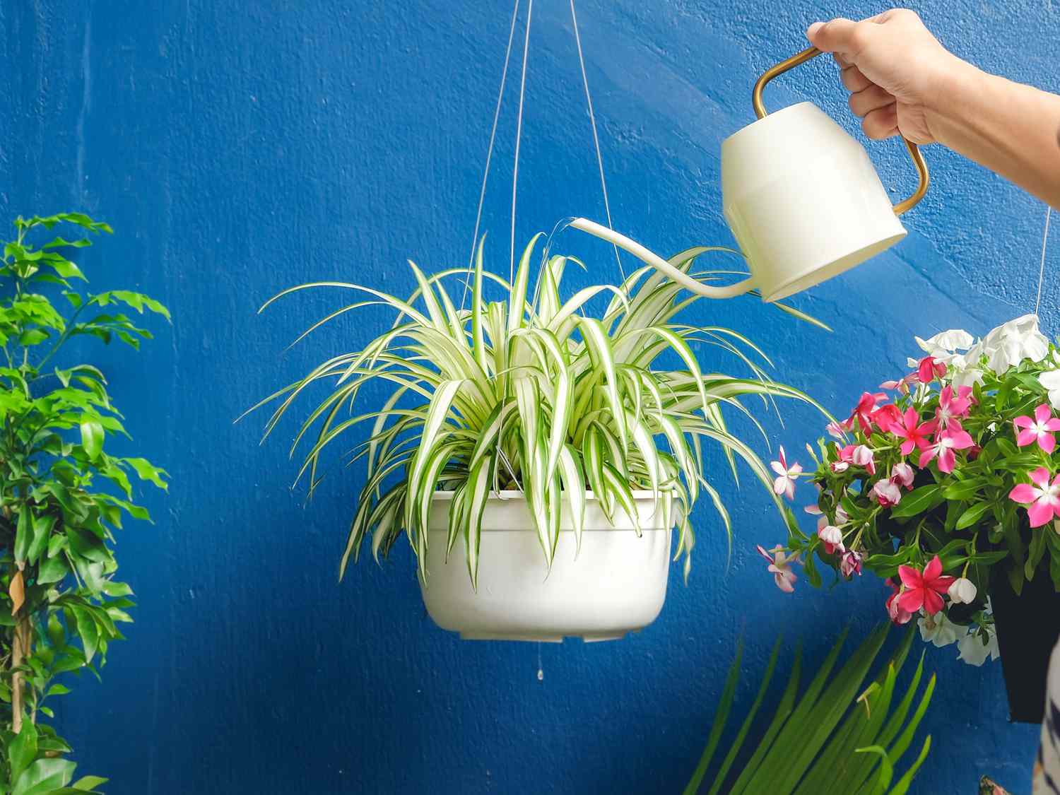 How Often Should I Water A Spider Plant