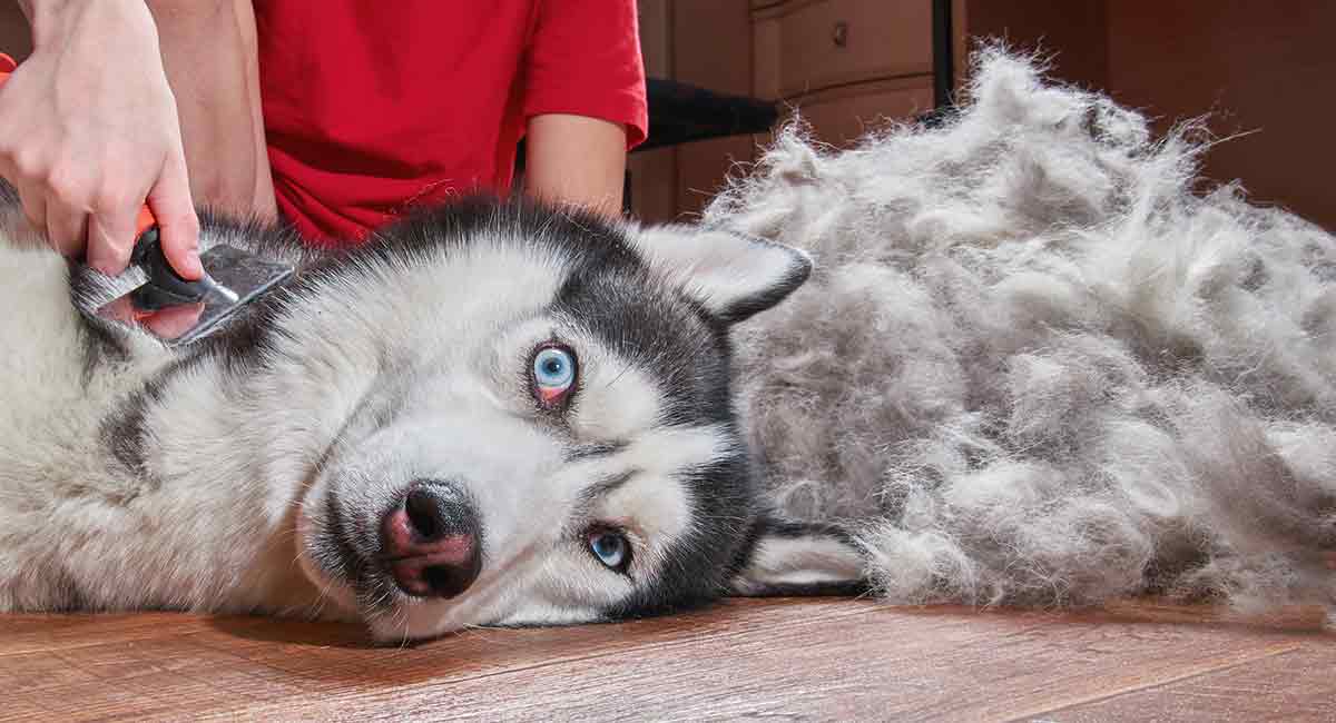 How Often Should You Brush A Husky