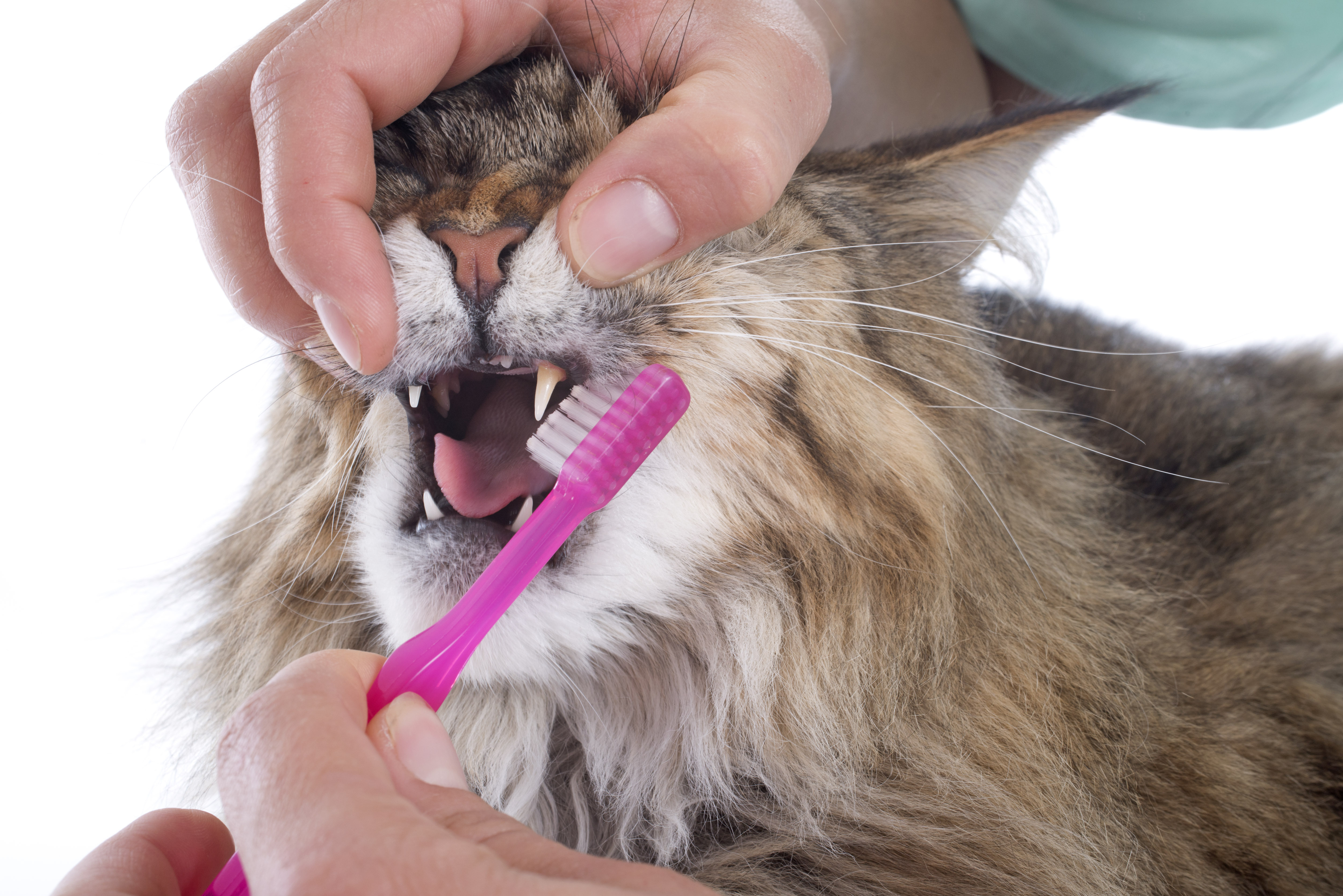 How Often Should You Brush Cats Teeth