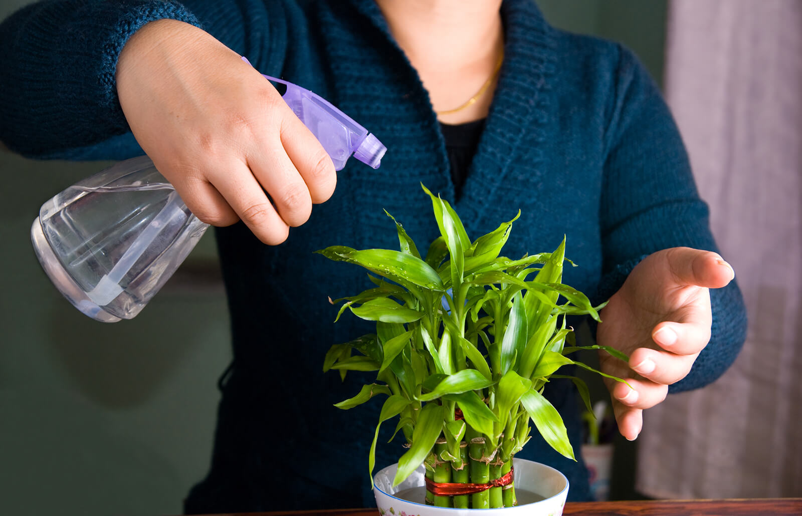 How Often Should You Water A Bamboo Plant