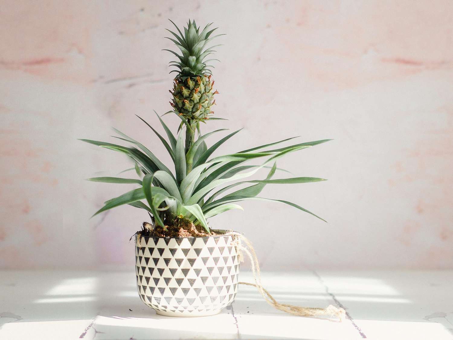 How Often To Water Pineapple Plant