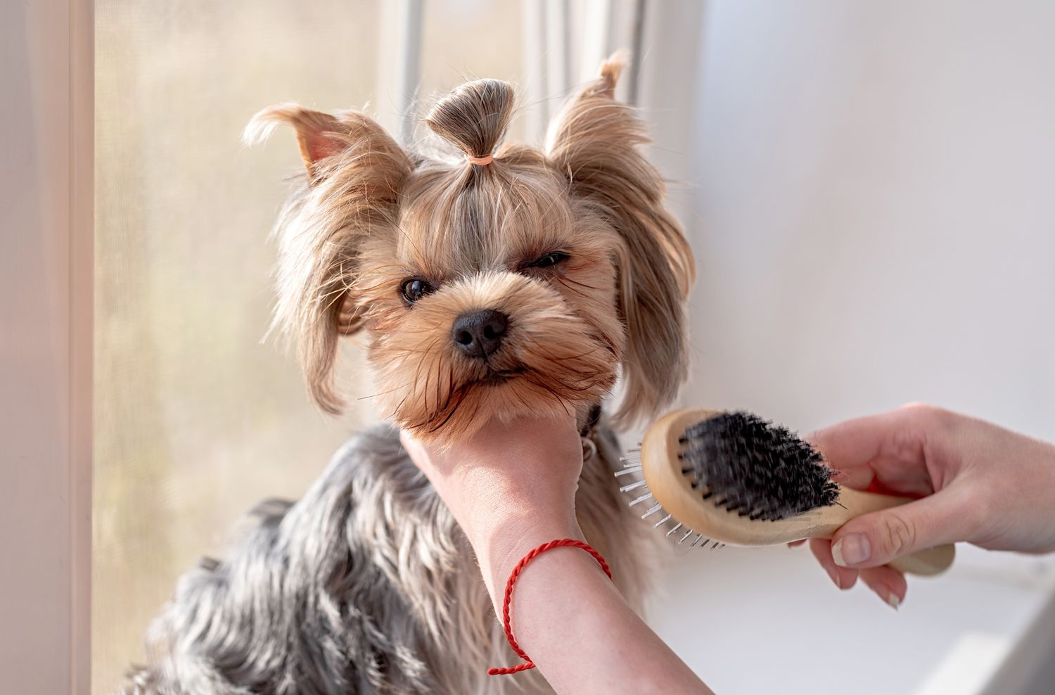 How To Brush Dog Hair
