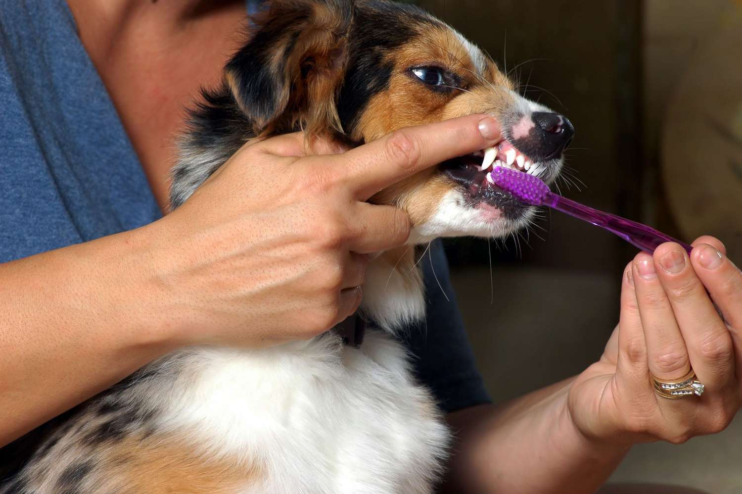 How To Brush My Dogs Teeth