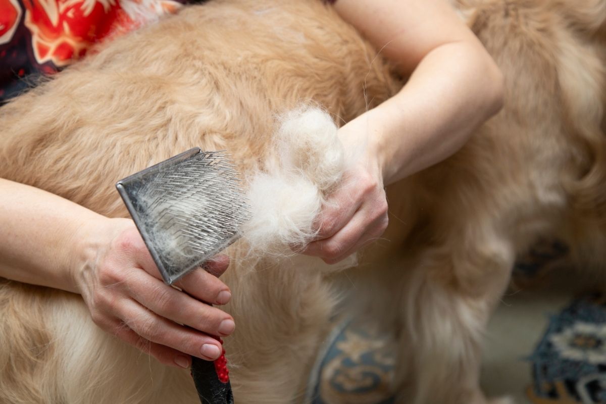 How To Brush Out Matted Dog Hair