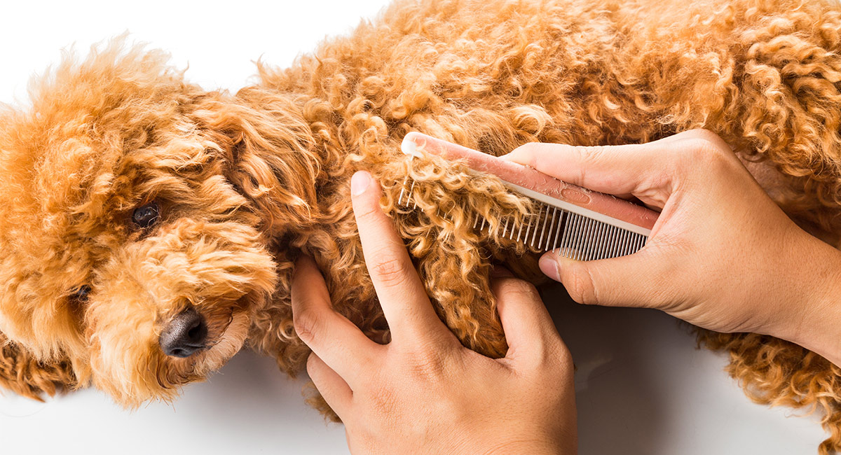 how-to-brush-poodle-hair