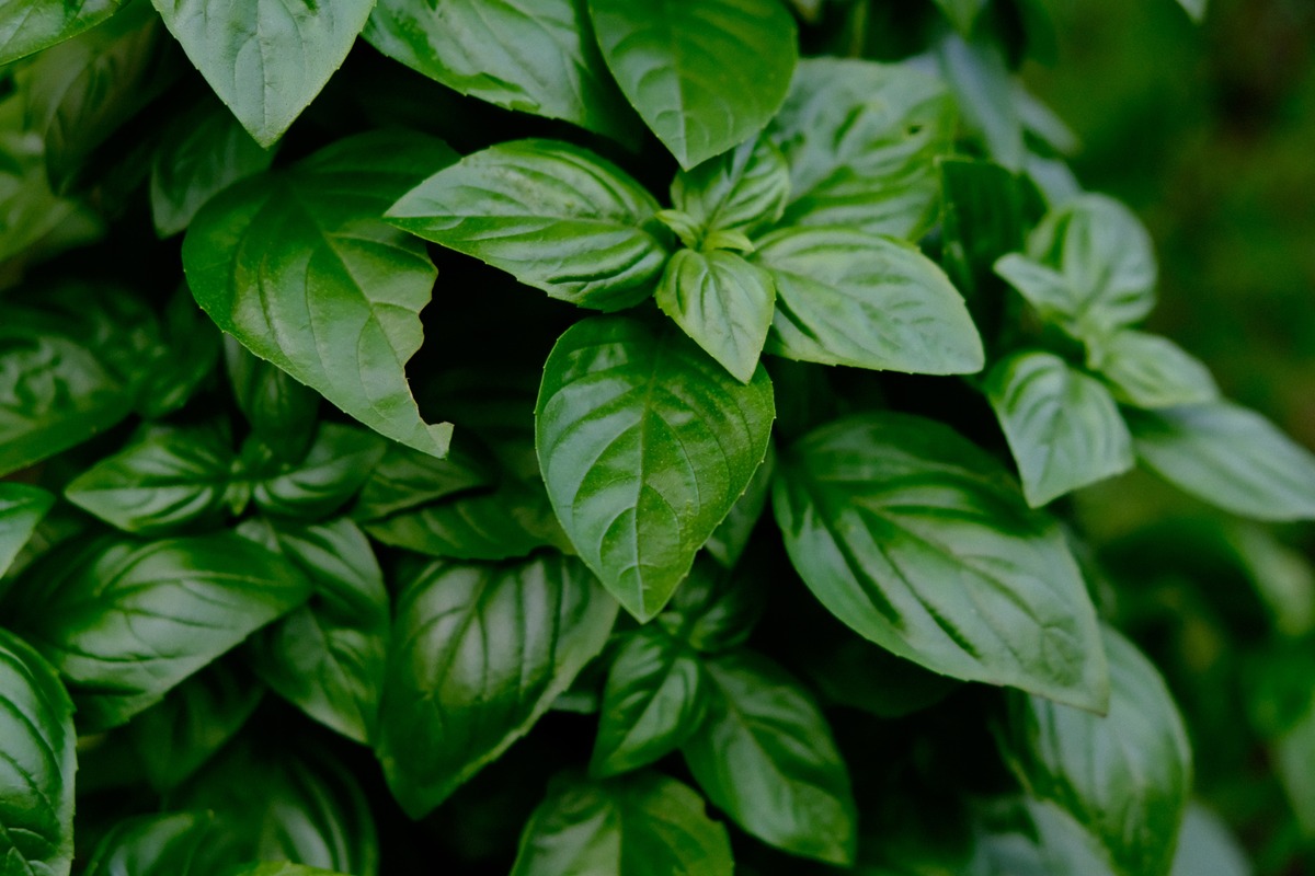 How To Care For A Basil Plant