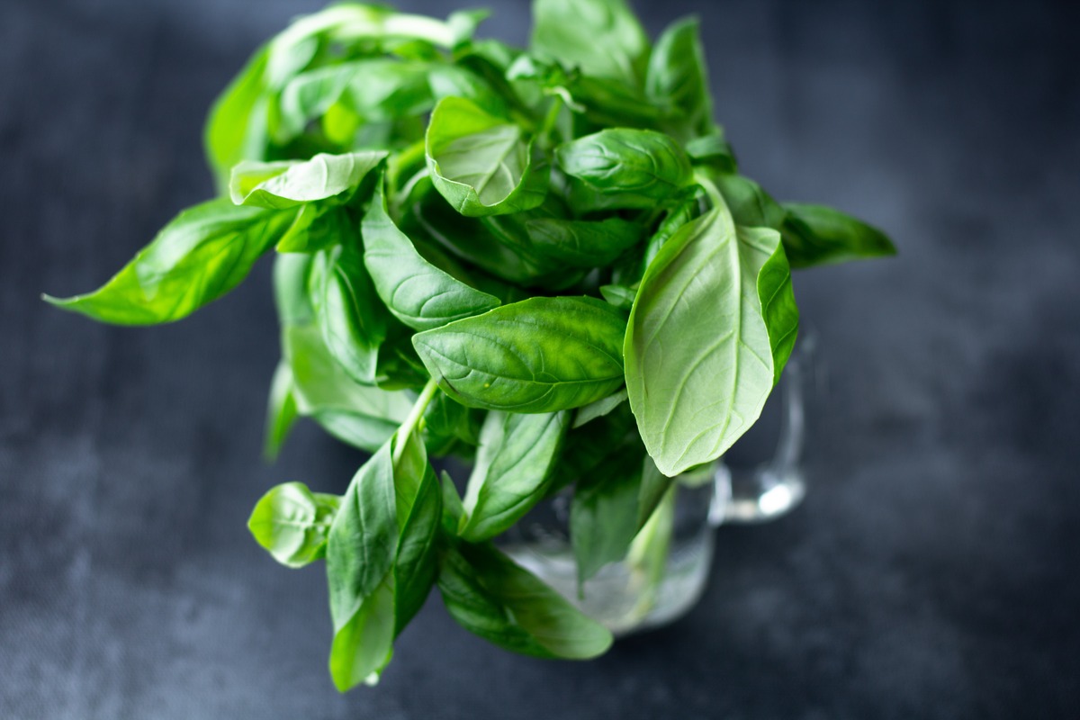 How To Care For A Basil Plant Indoors