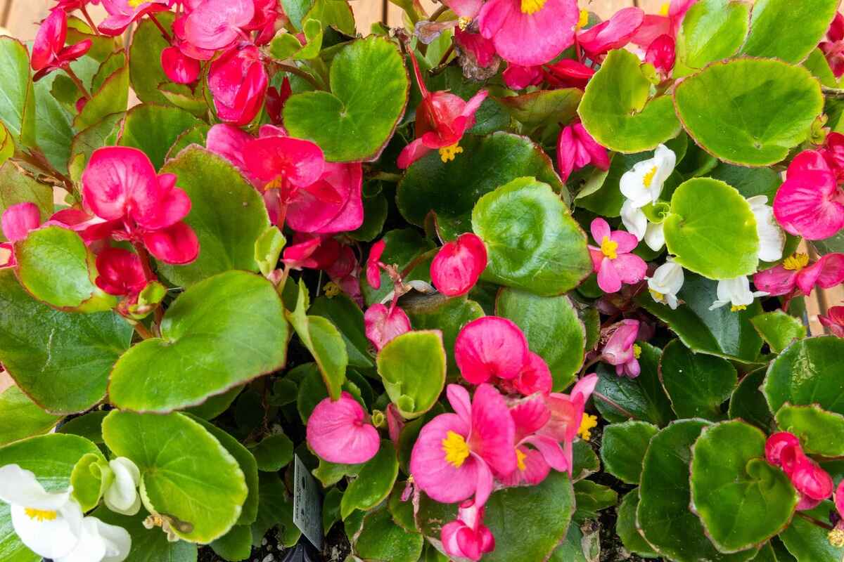 how-to-care-for-a-begonia-plant