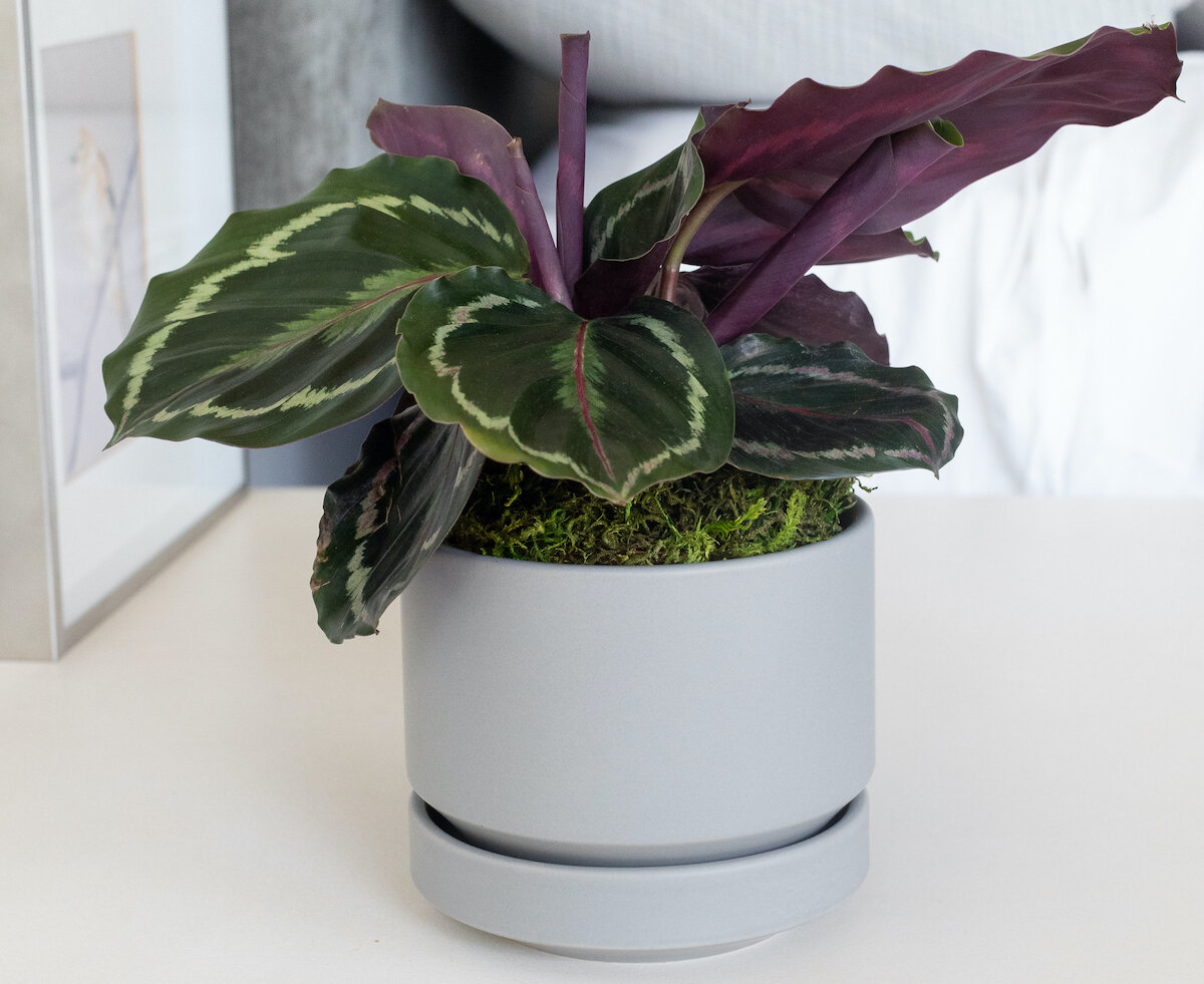 How To Care For A Calathea Plant
