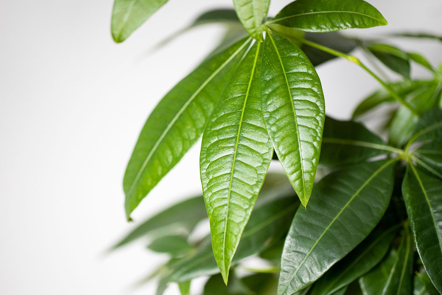 How To Care For A Money Tree Plant