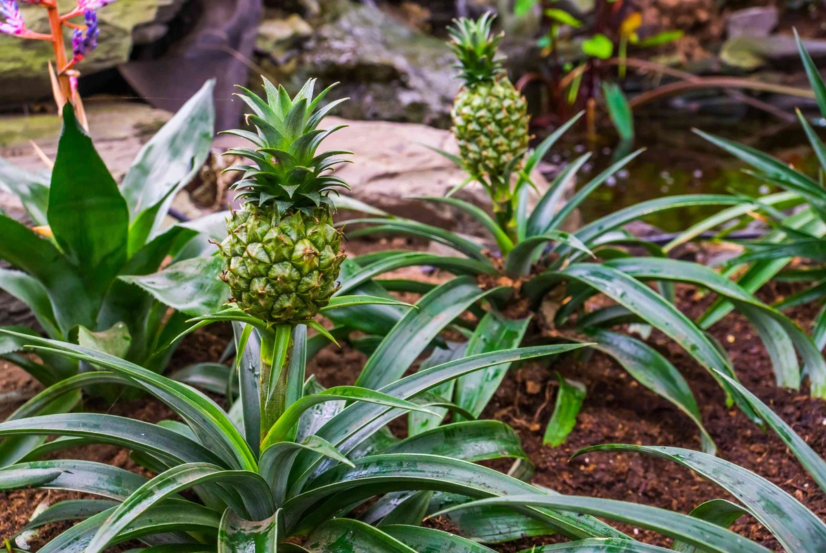 How To Care For A Pineapple Plant