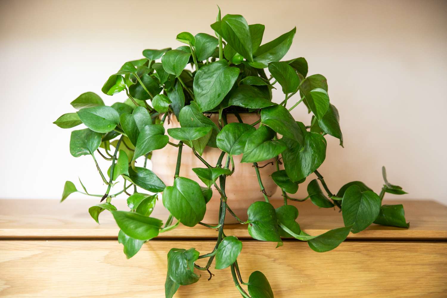 How To Care For A Pothos Plant