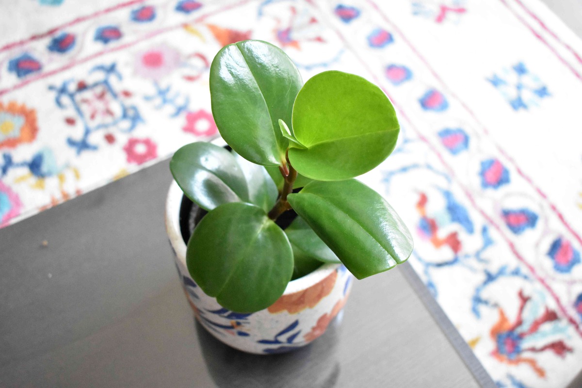 How To Care For A Rubber Plant