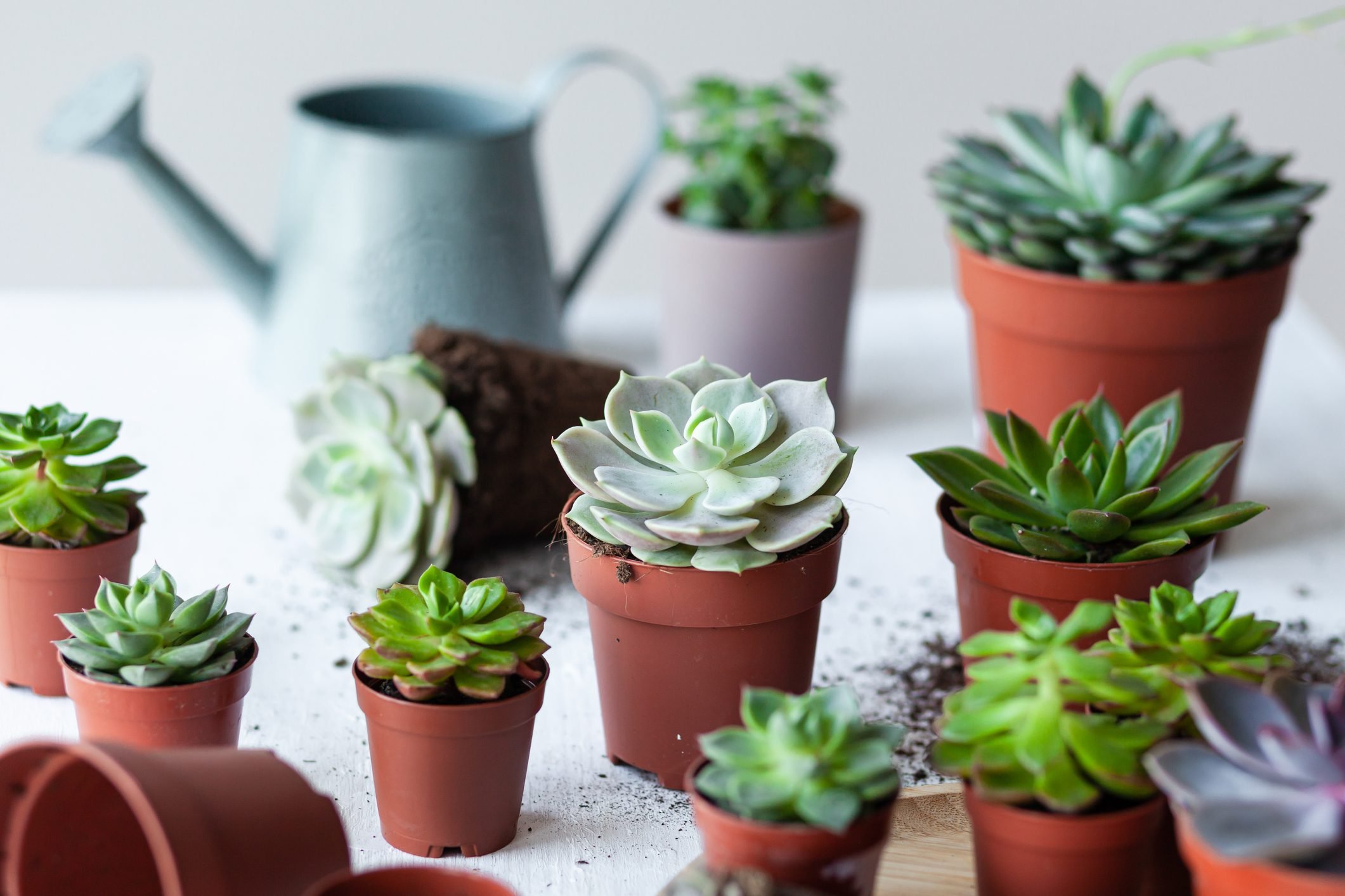 How To Care For A Succulent Plant