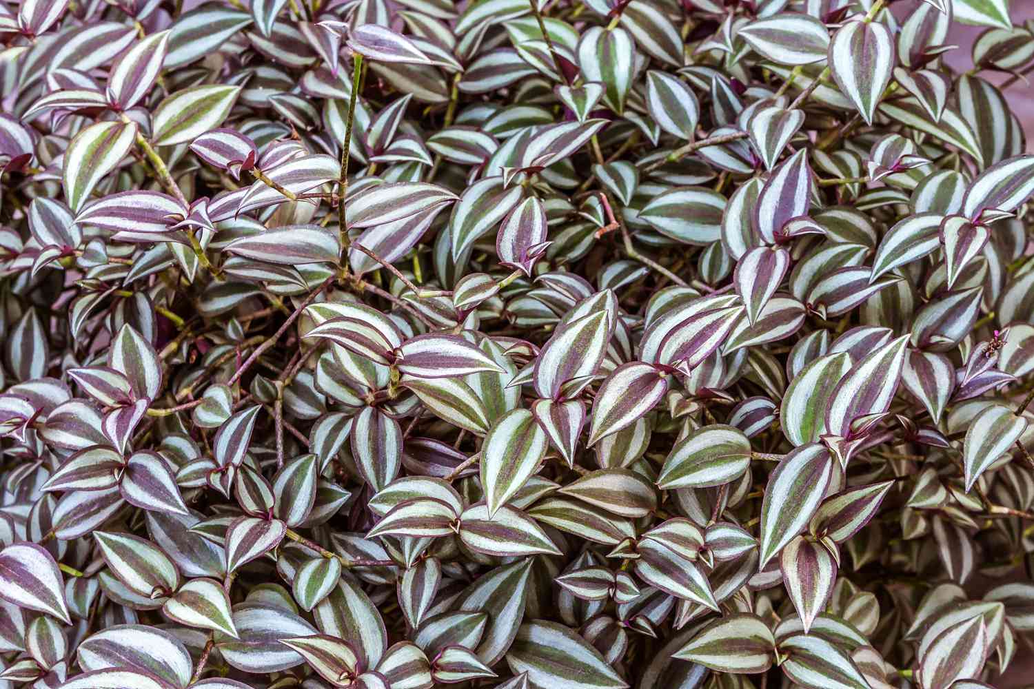 How To Care For A Wandering Jew Plant