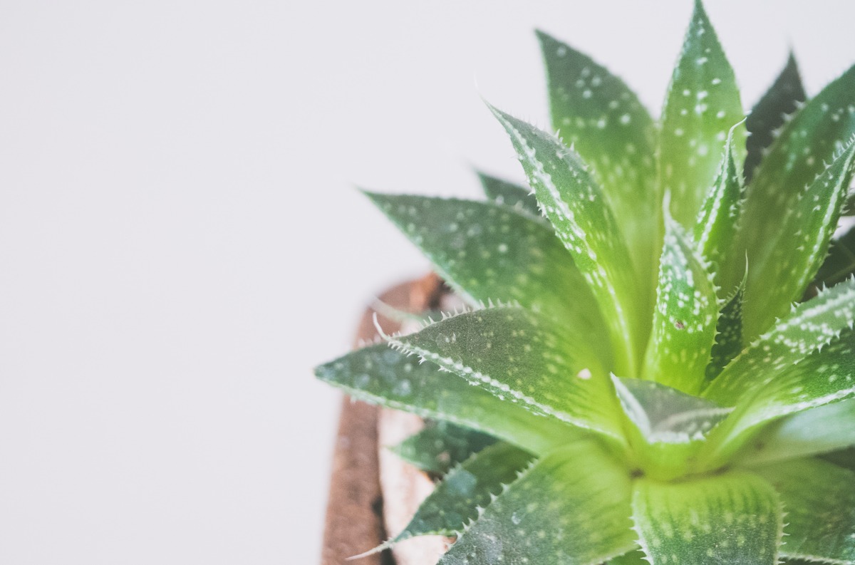 how-to-care-for-an-aloe-plant