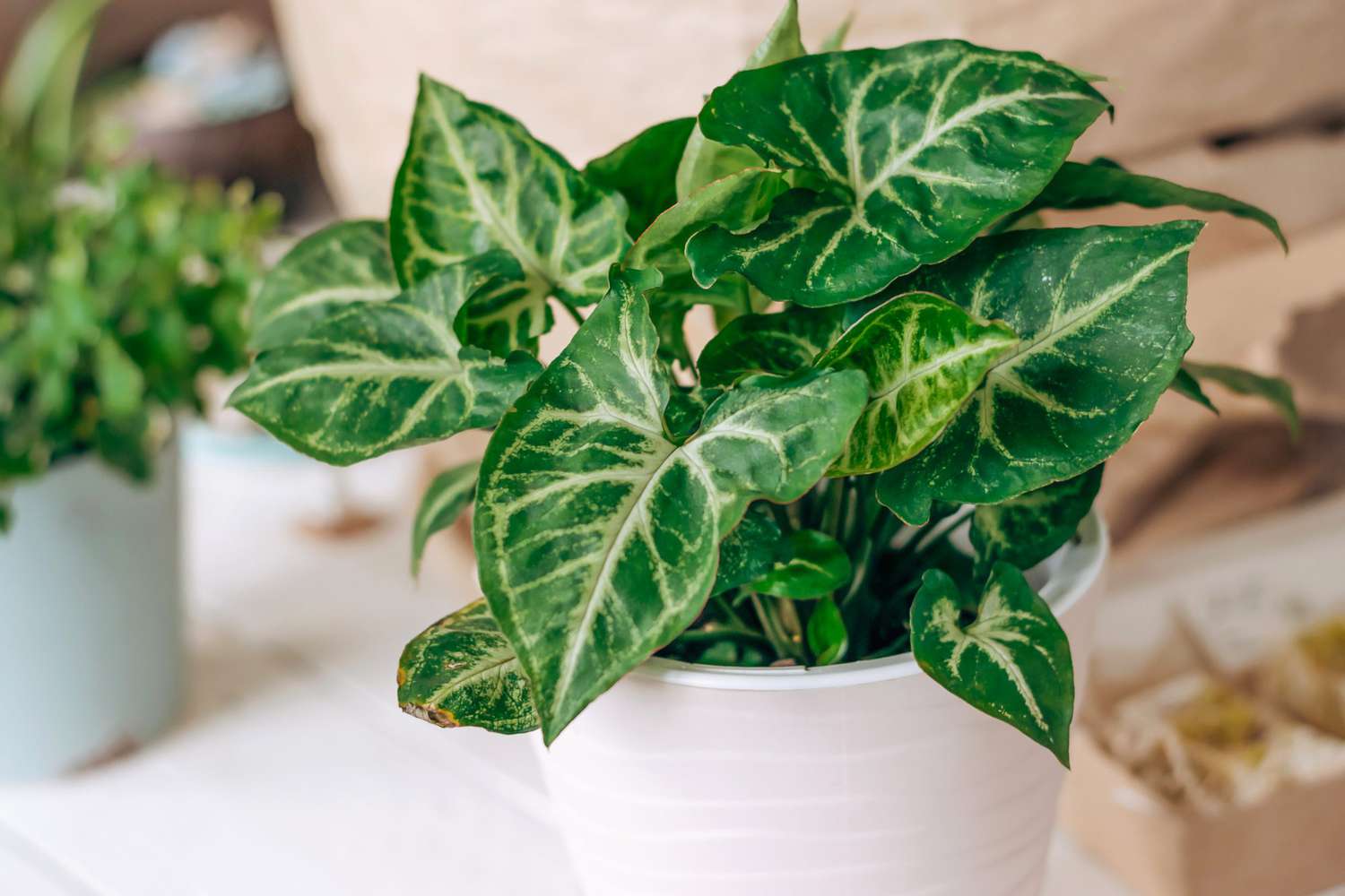 how-to-care-for-arrowhead-plant