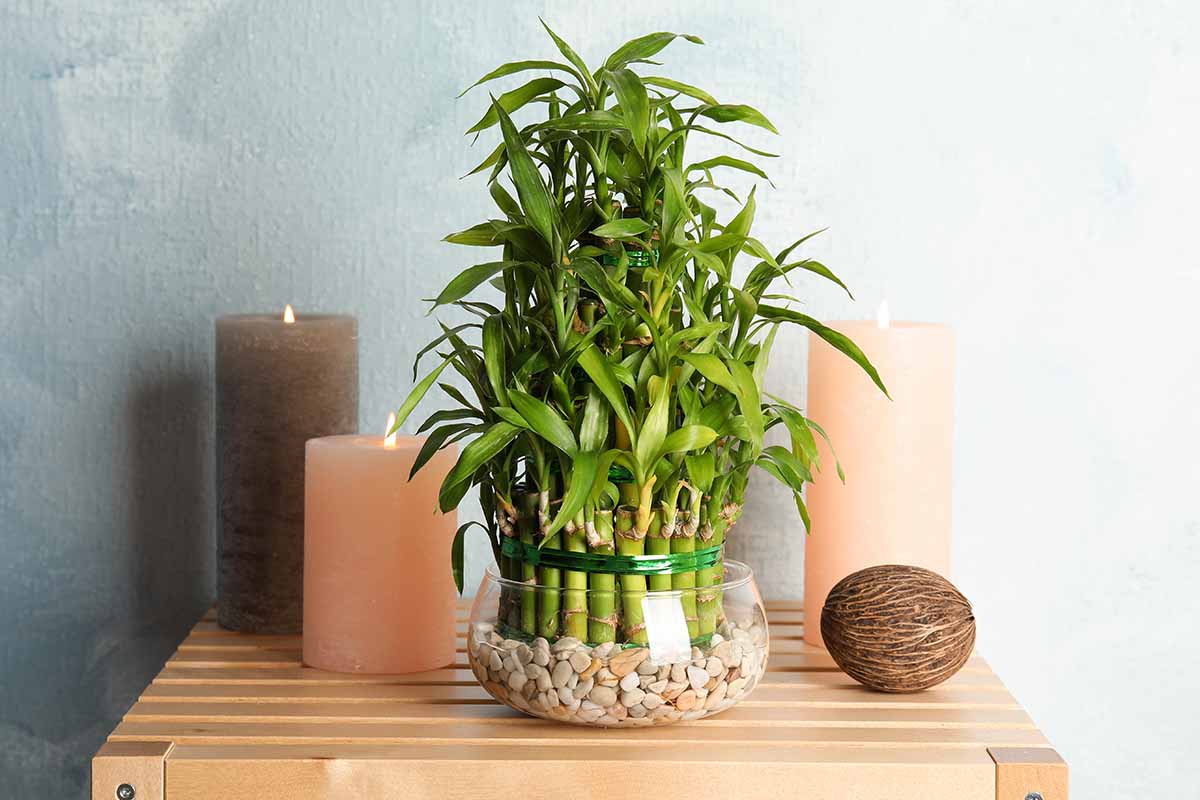 How To Care For Bamboo Plant In Rocks