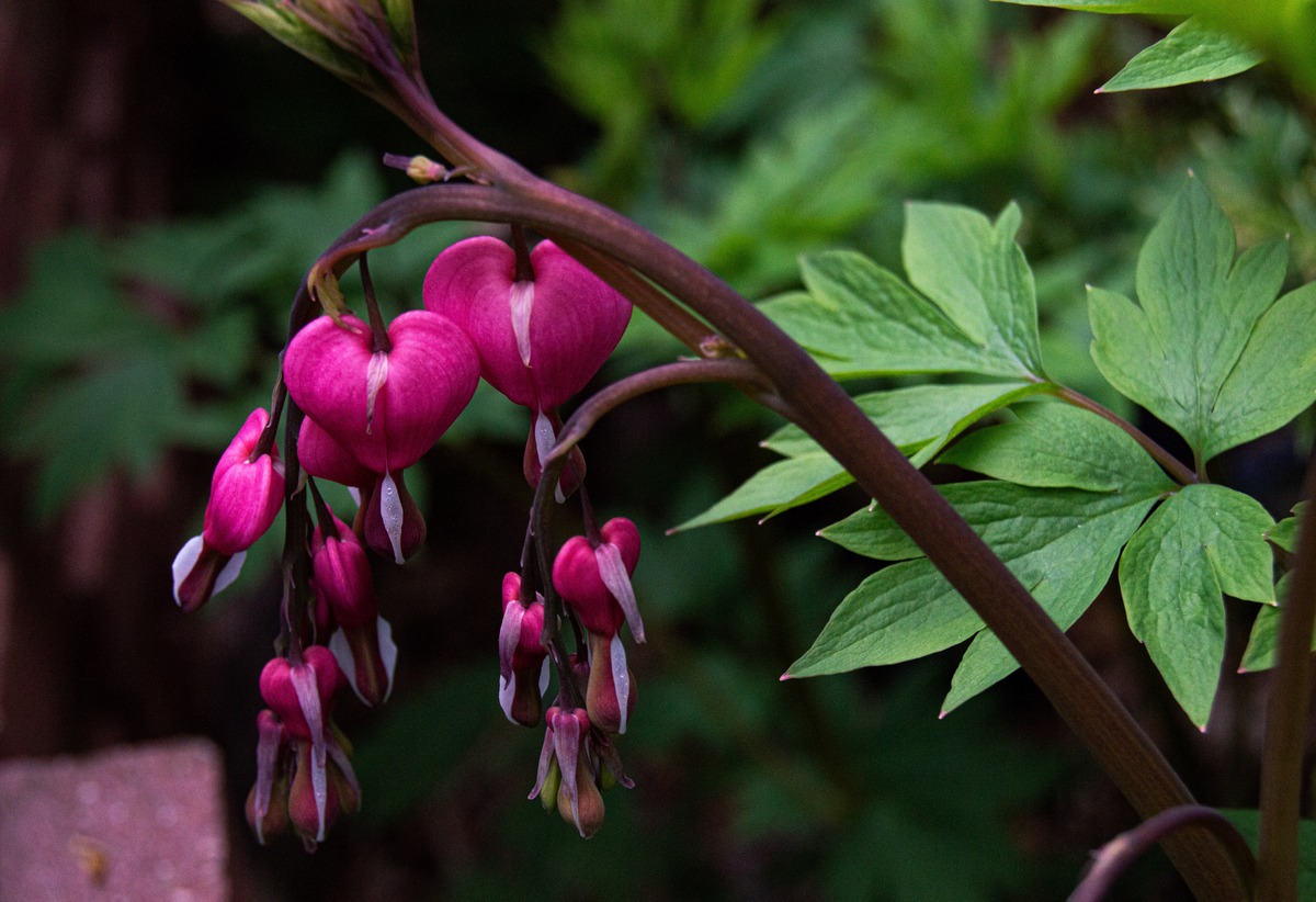 how-to-care-for-bleeding-heart-plant