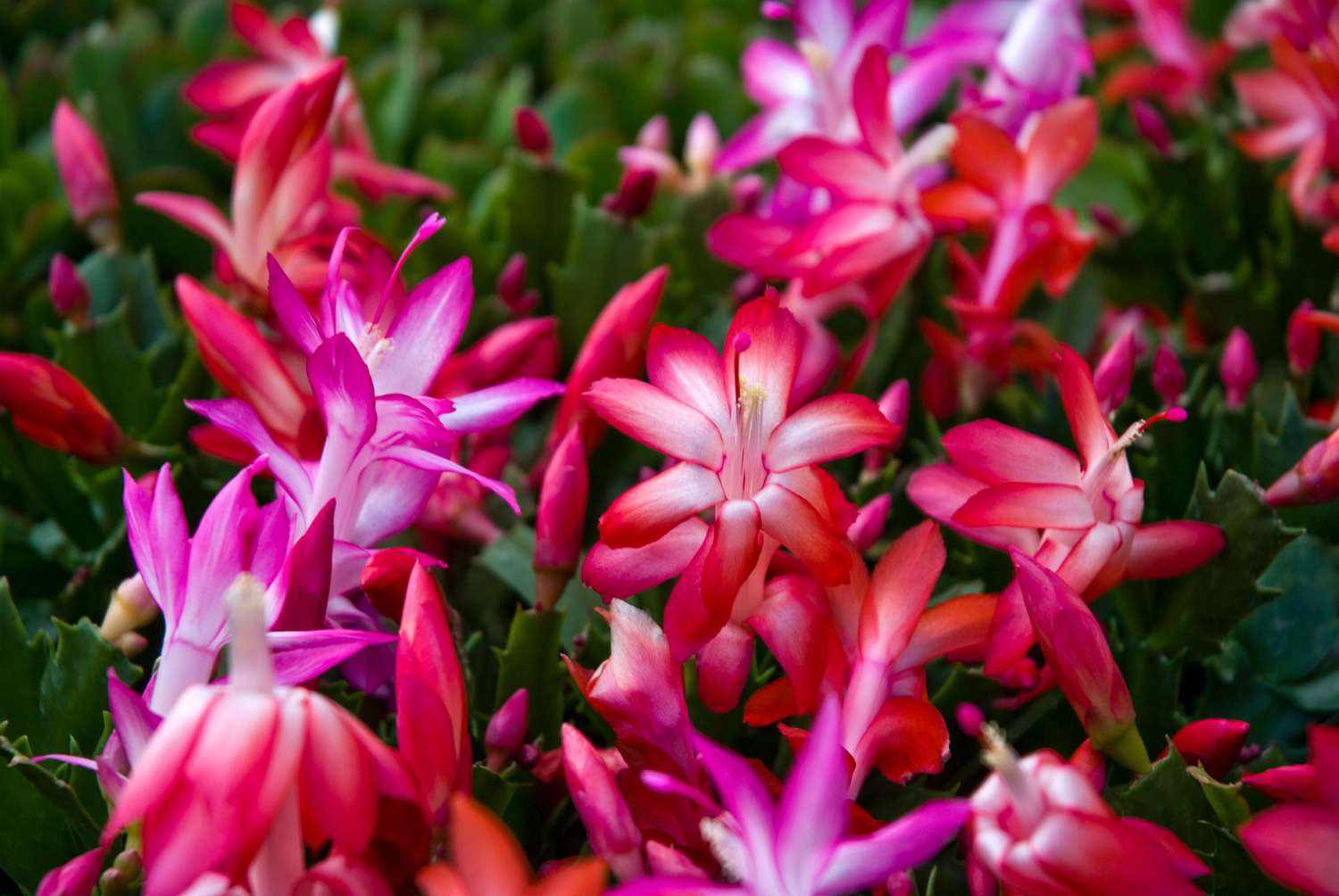 How To Care For Christmas Cactus Plant