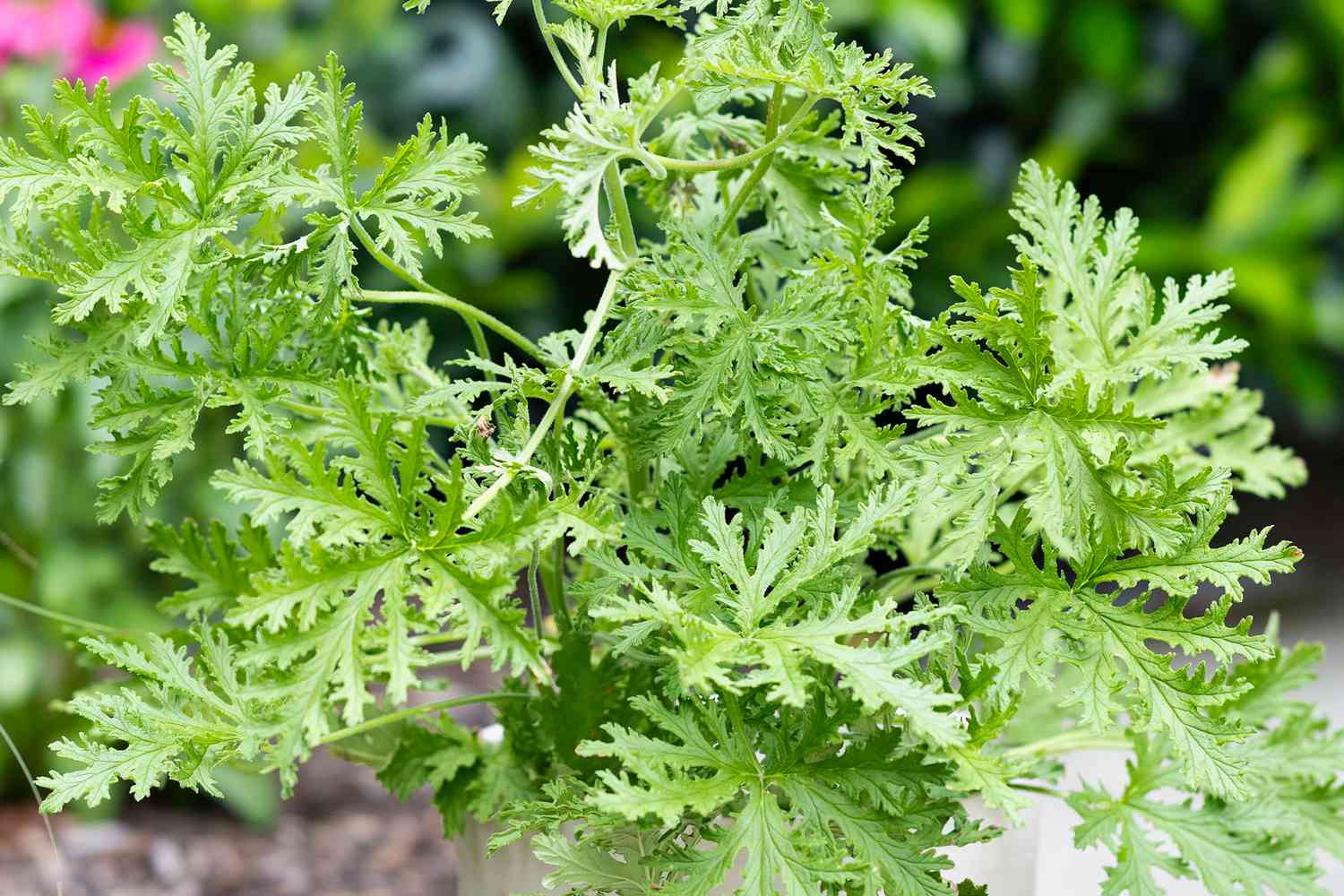 how-to-care-for-citronella-plant