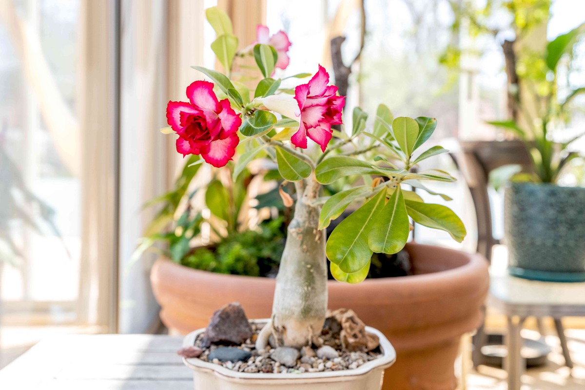 How To Care For Desert Rose Plant