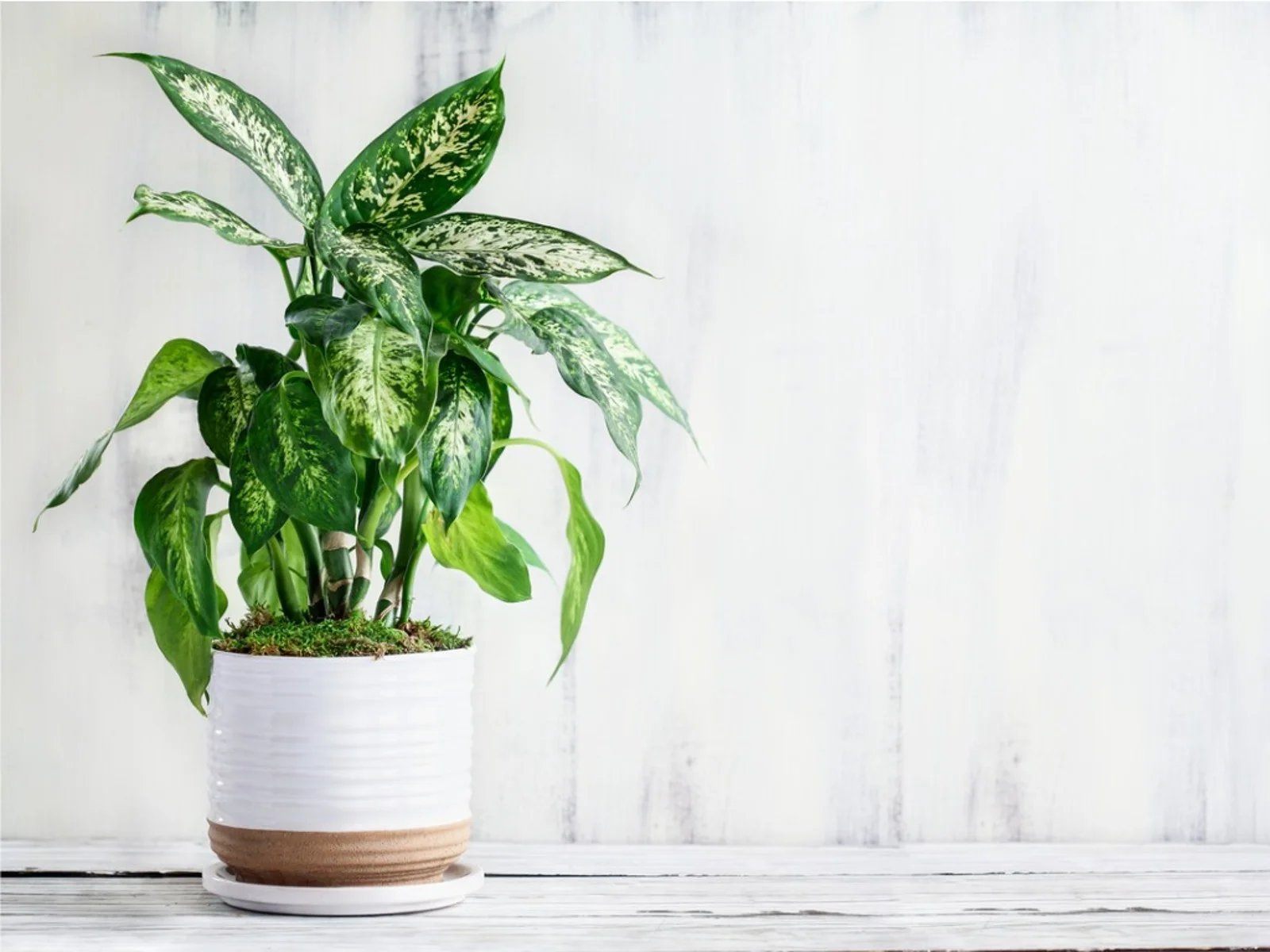 How To Care For Dieffenbachia Plant
