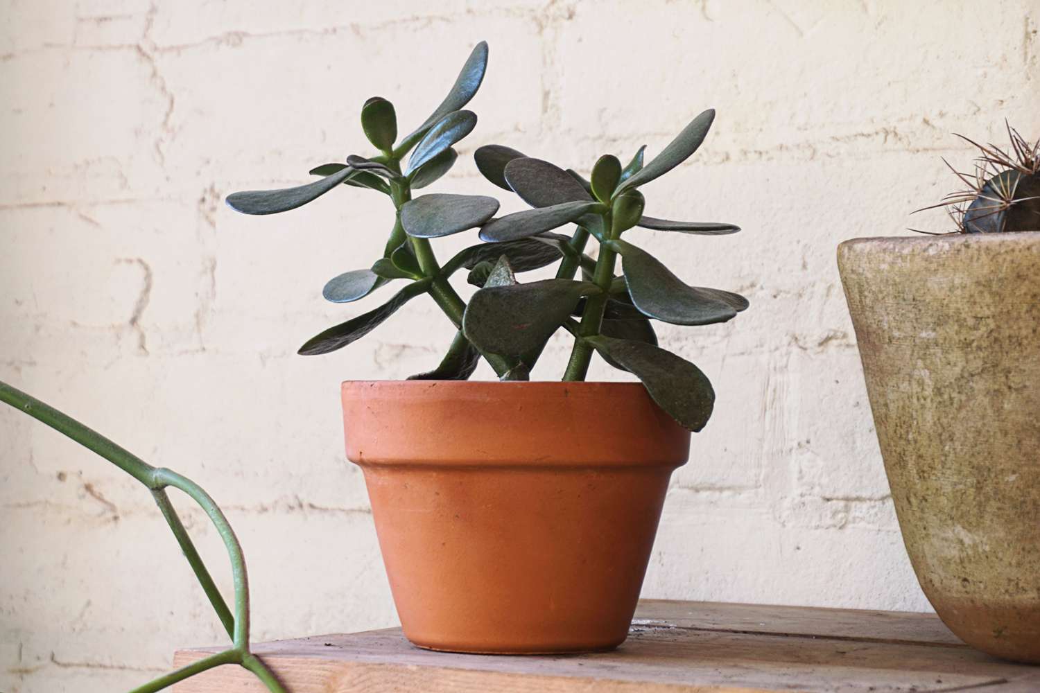How To Care For Jade Plant