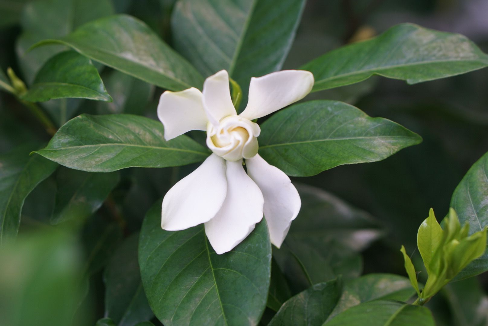 how-to-care-for-jasmine-plant