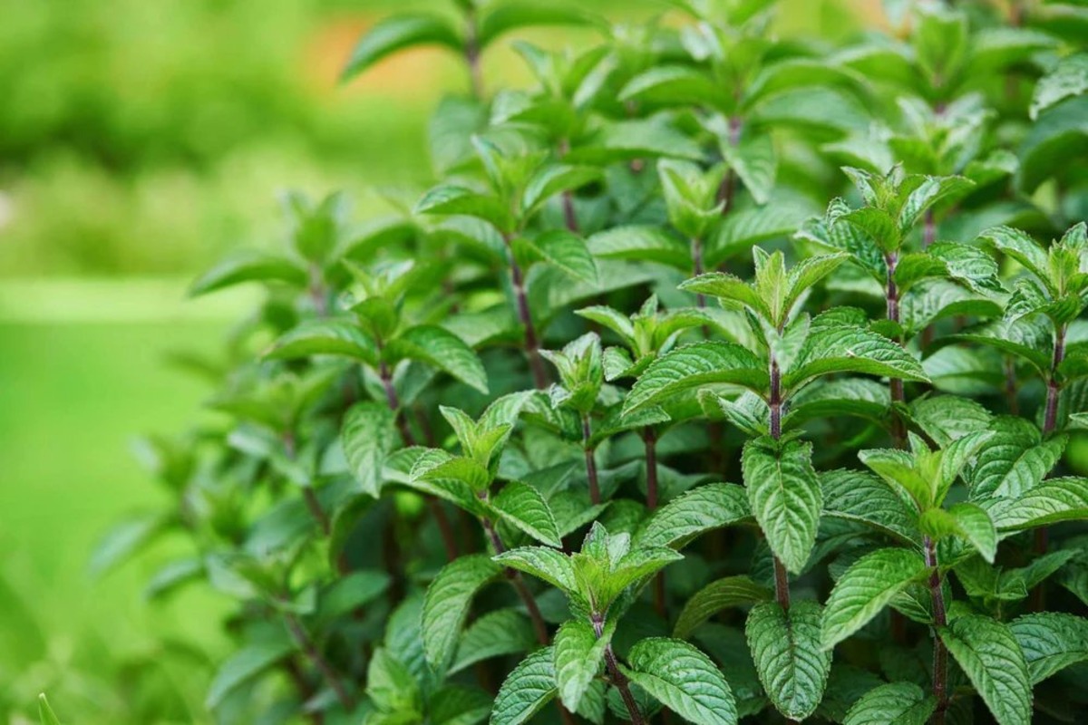 How To Care For Peppermint Plant