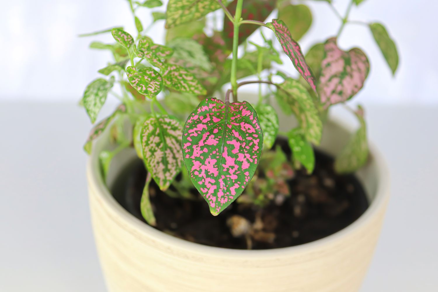 how-to-care-for-polka-dot-plant