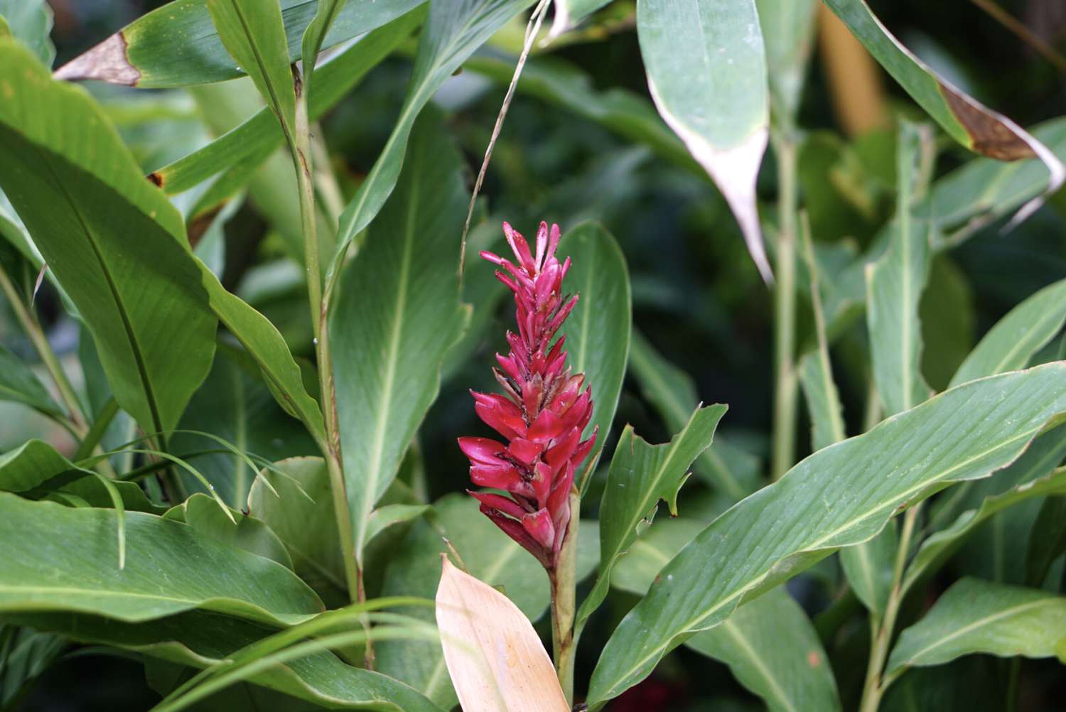 How To Care For Potted Curcuma Plant