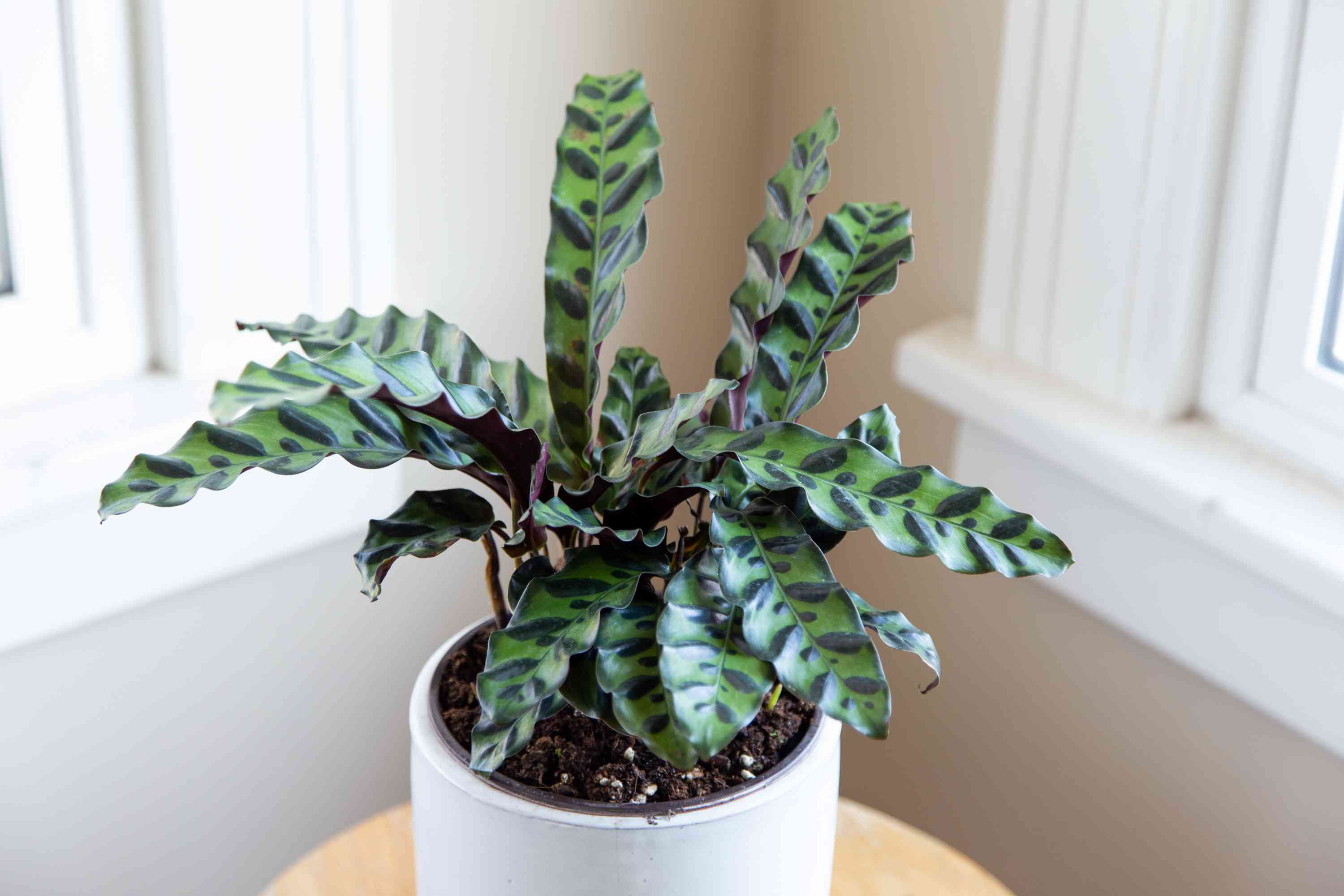 How To Care For Rattlesnake Plant