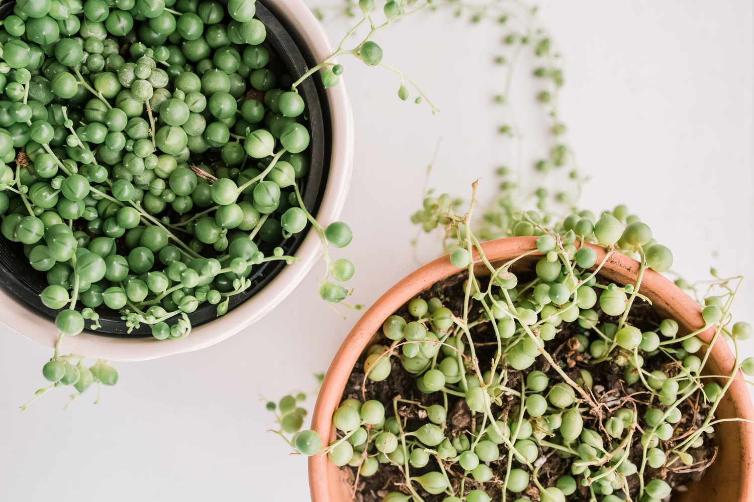 How To Care For String Of Pearls Plant