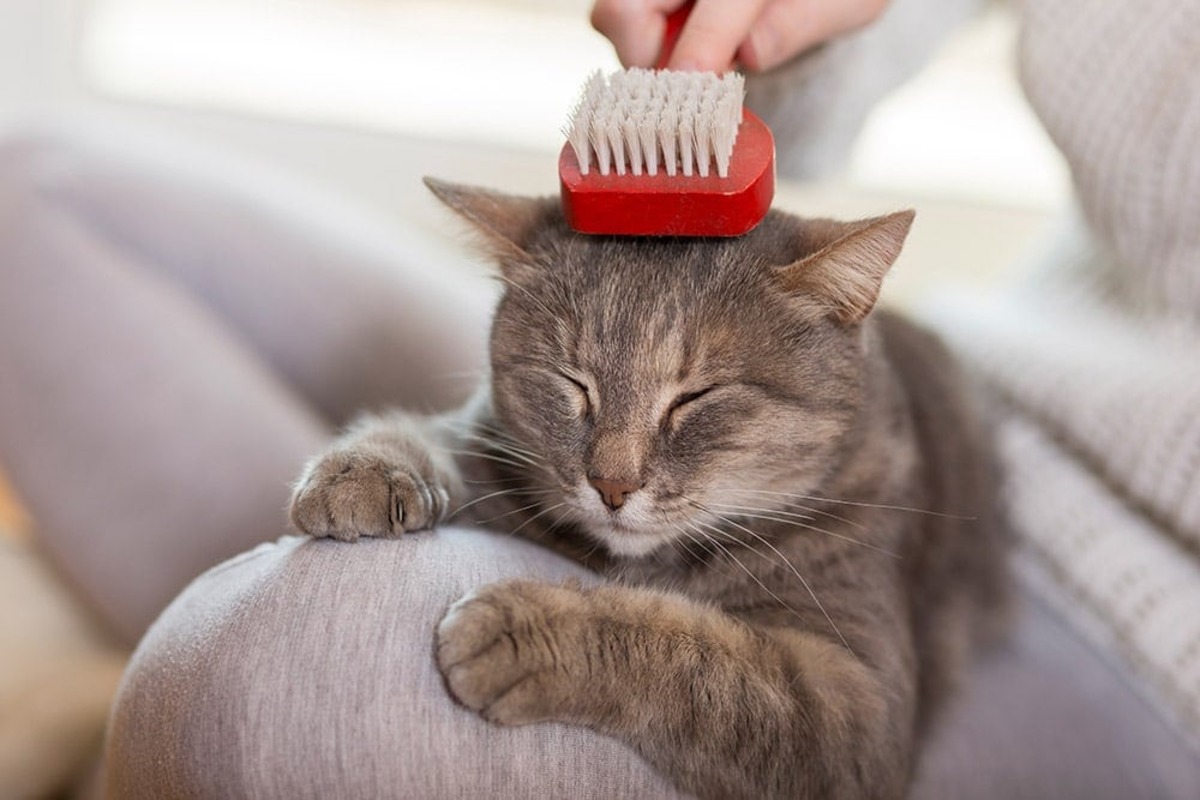 How To Clean A Cat Brush