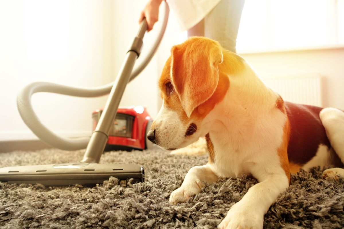 how-to-clean-dog-poop-off-rug