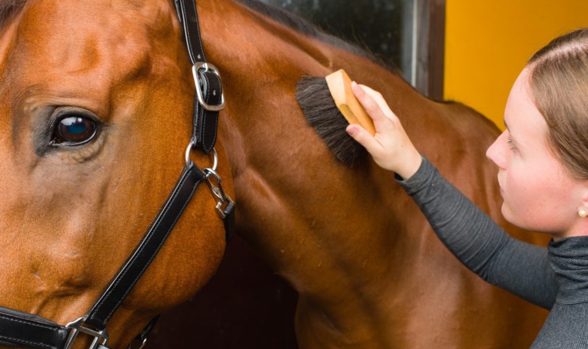 how-to-clean-horse-hair-brush