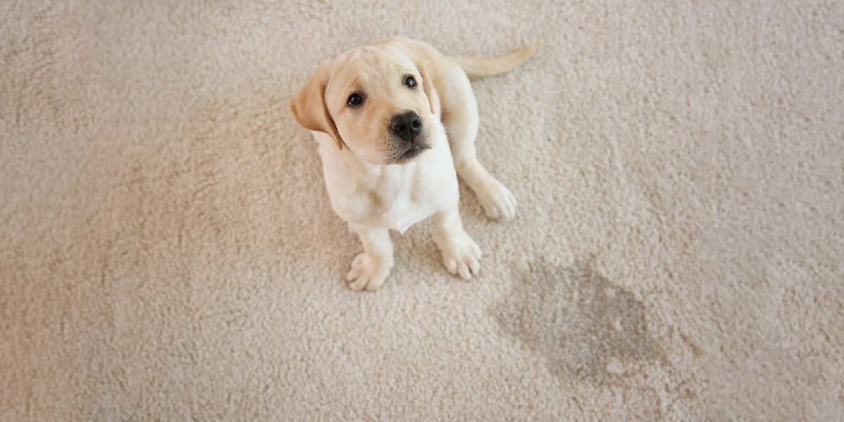 How To Clean Rug After Dog Pee